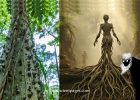 Caribbean Silk Cotton Tree And Its Dangerous Spirits In Myths And Legends