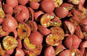 Betel Nut Sucking: Widespread Drug Use Dating Back To The Ice Age