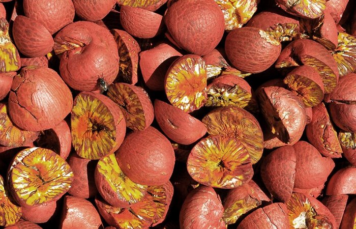 Betel Nut Sucking: Widespread Drug Use Dating Back To The Ice Age