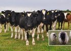 Medieval England: People Worked Closely Together With Cattle As Important Members Of The Workforce