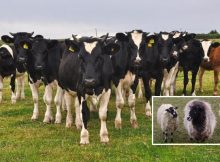 Medieval England: People Worked Closely Together With Cattle As Important Members Of The Workforce