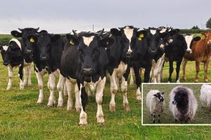 Medieval England: People Worked Closely Together With Cattle As Important Members Of The Workforce