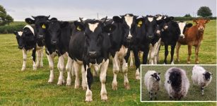 Medieval England: People Worked Closely Together With Cattle As Important Members Of The Workforce