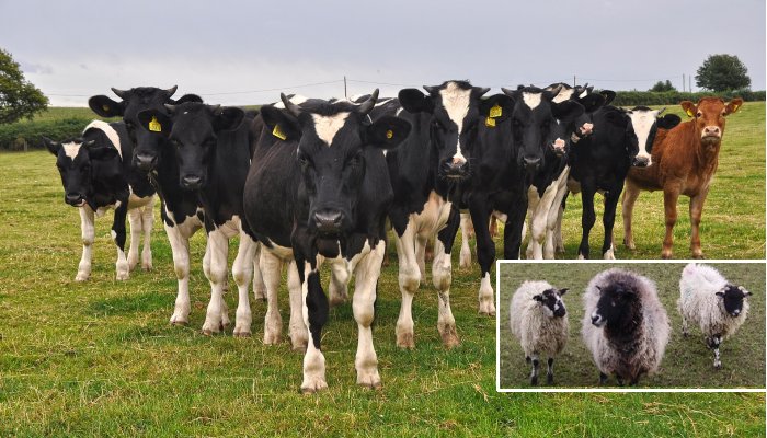 Medieval England: People Worked Closely Together With Cattle As Important Members Of The Workforce
