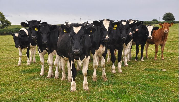 Medieval England: People Worked Closely Together With Cattle As Important Members Of The Workforce