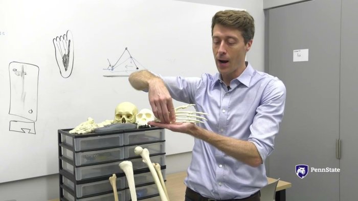 Early Hominins Walked Farther And More Efficiently - New Study