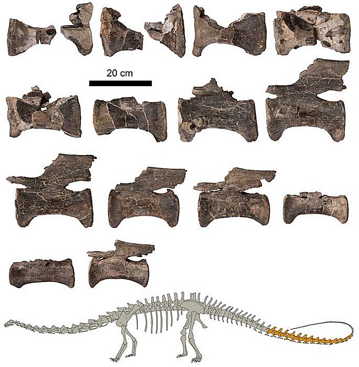 Iconic Diplodocus Discovered In Spain – First Evidence Outside North America