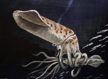 Wyoming Discovery Reveals Odd Jurassic Squid Preserved For 160 Million Years