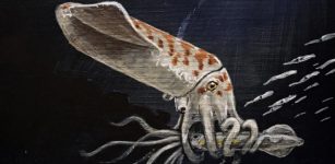 Wyoming Discovery Reveals Odd Jurassic Squid Preserved For 160 Million Years