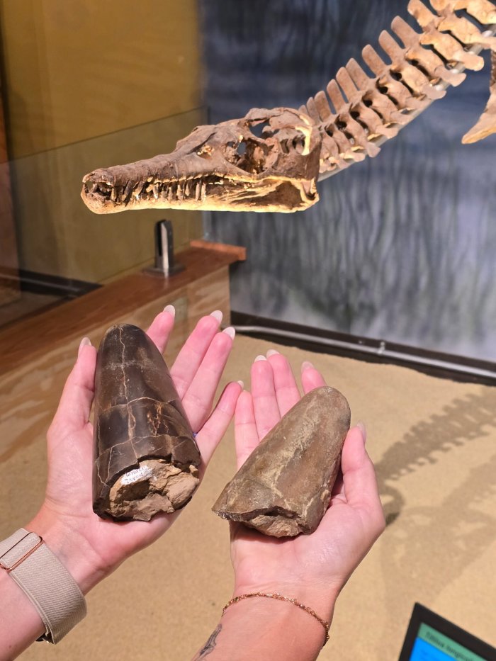 Wyoming Discovery Reveals Odd Jurassic Squid Preserved For 160 Million Years