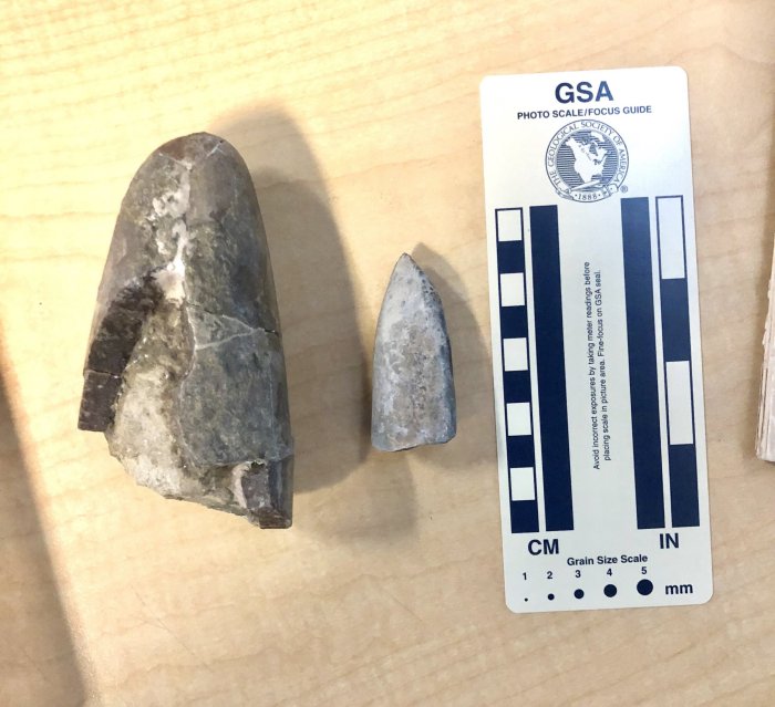 Wyoming Discovery Reveals Odd Jurassic Squid Preserved For 160 Million Years