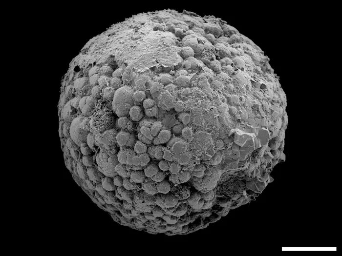 Animals May Have Evolved Up To 200 Million Years Earlier Than Fossil Evidence Suggests