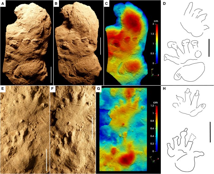 How Dinosaurs Learned To Walk: Fossil Footprints Reveal The Evolution Of Stride