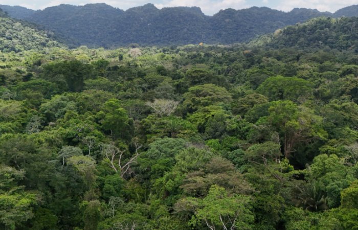 LiDAR Reveals How The Ancient Maya Civilisation Shaped Today's 'Pristine' Rainforests LiDAR Reveals How The Ancient Maya Civilisation Shaped Today's 'Pristine' Rainforests